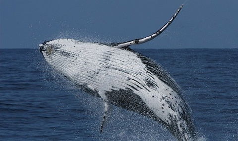 Spirit Of Gold Coast Whale Watching - Accommodation Gold Coast 4