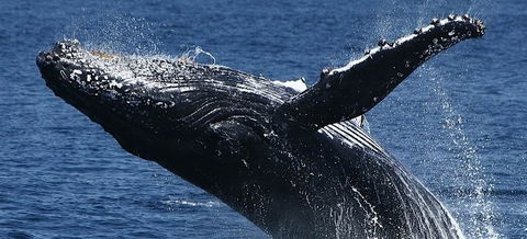 Spirit Of Gold Coast Whale Watching - Accommodation Gold Coast 5
