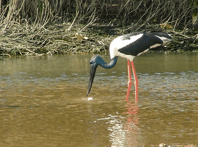 Bruce Belchers Daintree River Cruise - Accommodation Gold Coast 2