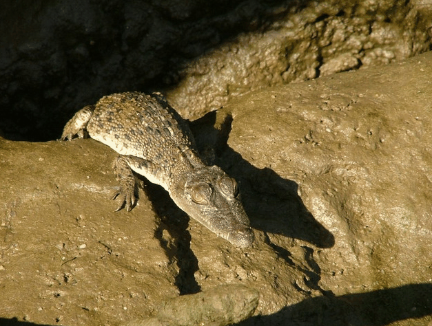 Bruce Belchers Daintree River Cruise - Accommodation Gold Coast 3
