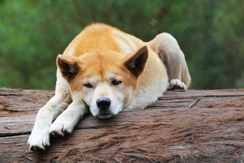 Potoroo Palace - Accommodation Gold Coast 1