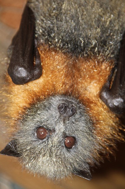 Potoroo Palace - Accommodation Gold Coast 2