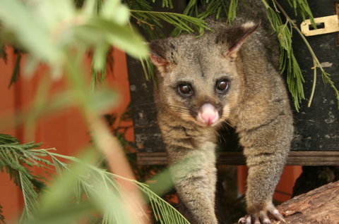 Potoroo Palace - Accommodation Gold Coast 3