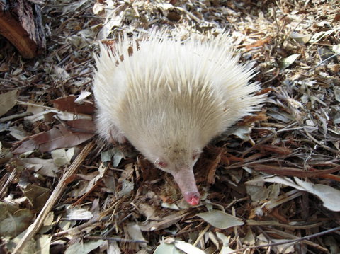 Potoroo Palace - Accommodation Gold Coast 4