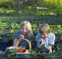 Blue Hills Berries  Cherries - Accommodation Gold Coast
