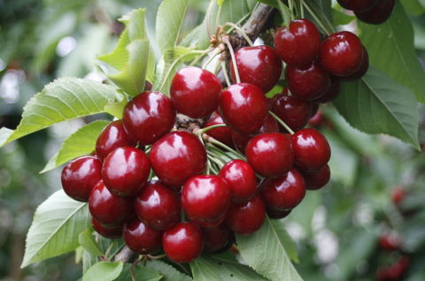 Blue Hills Berries & Cherries - Accommodation Gold Coast 2