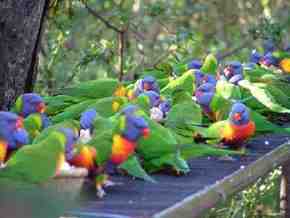 Gorge Wildlife Park - Gold Coast 4U 4