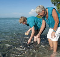 Aquascene Fish Feeding Sanctuary - Accommodation Gold Coast