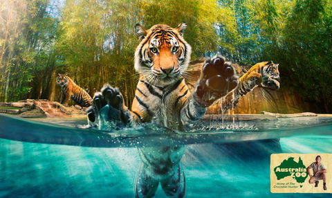 Australia Zoo - Accommodation Gold Coast 9