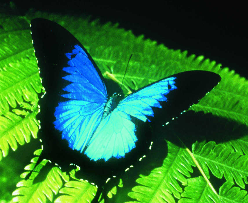 Australian Butterfly Sanctuary - Accommodation Gold Coast