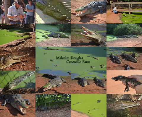 The Malcolm Douglas Crocodile Park - Accommodation Gold Coast 0
