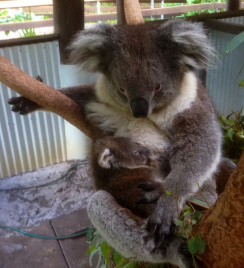 Outback Splash - Accommodation Gold Coast 3