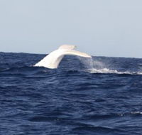 Australian Whale Watching - Accommodation Gold Coast