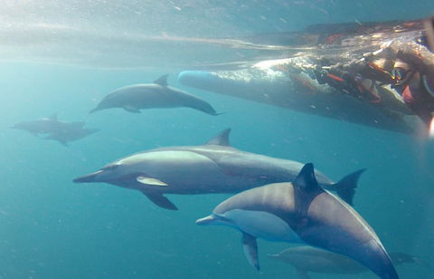 Dolphin Swim Australia - Gold Coast 4U 5