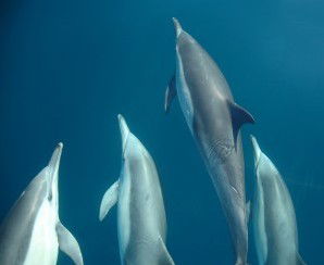 Dolphin Swim Australia - Gold Coast 4U 6