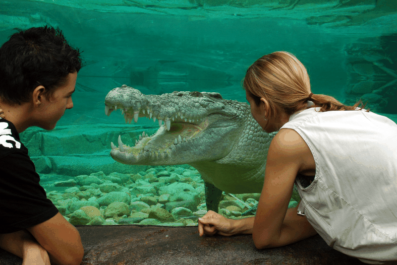 Cairns Wildlife Dome - Accommodation Gold Coast 1