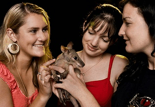 Cairns Night Zoo - Gold Coast 4U 1