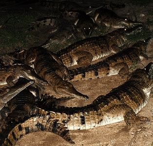 Cairns Night Zoo - Gold Coast 4U 3