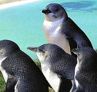 Rockingham Wild Encounters - Accommodation Gold Coast
