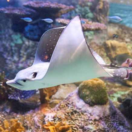 Melbourne Aquarium - Gold Coast 4U 4
