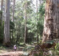 Warren River Loop Walk - Accommodation Gold Coast