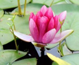 The Lotus Day Spa And Retreat - Accommodation Gold Coast 0