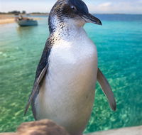 Penguin Island - Accommodation Gold Coast