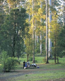 Big Brook Arboretum - Accommodation Gold Coast 0