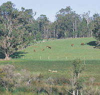 Scenic Drives - Bunbury Collie Donnybrook - Accommodation Gold Coast