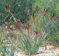 Kalbarri Wildflower Centre - Accommodation Gold Coast