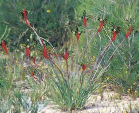 Kalbarri Wildflower Centre - Accommodation Gold Coast 0