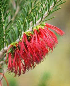 Ethel Daw Scenic Drive - 1 Gold Coast 0