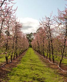 Raeburn Orchards - Accommodation Gold Coast 0