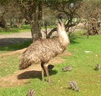 Minlaton Fauna Park - Accommodation Gold Coast