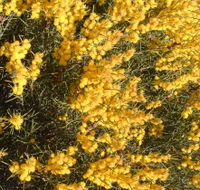 Dalwallinu Remnant Bushland - Accommodation Gold Coast