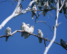 Carawine Gorge - Accommodation Gold Coast 0