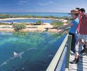 Shark Bay Marine Park - Accommodation Gold Coast 0