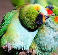 Rainbow Jungle - The Australian Parrot Breeding Centre - Accommodation Gold Coast