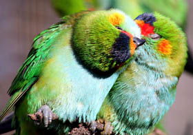 Rainbow Jungle - The Australian Parrot Breeding Centre - 1 Gold Coast 0