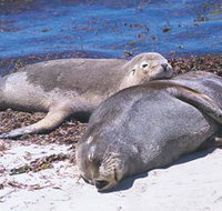 Carnac Island - Accommodation Gold Coast