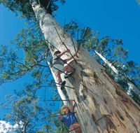 Dave Evans Bicentennial Tree - Accommodation Gold Coast