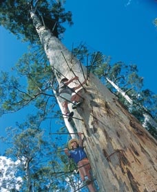 Dave Evans Bicentennial Tree - 1 Gold Coast 0