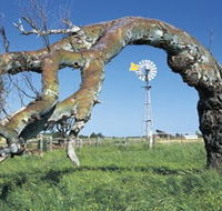 Greenough Leaning Trees - Accommodation Gold Coast