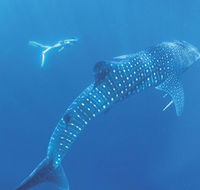 Ningaloo Marine Park - Accommodation Gold Coast