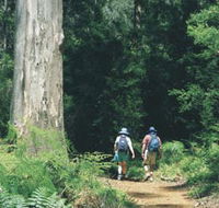 Gloucester Tree - Accommodation Gold Coast