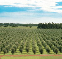 Fini Olives - 1 Gold Coast