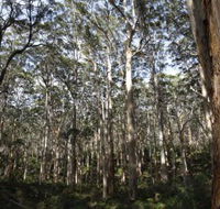 Boranup Karri Forest - Accommodation Gold Coast