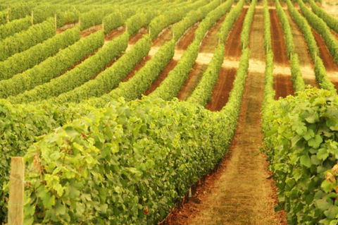 MadFish Wines Margaret River - Accommodation Gold Coast 0