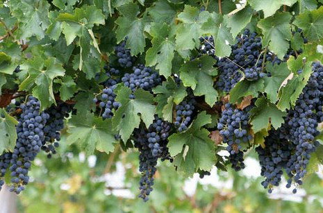 Capel WA 1 Gold Coast