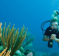 Coastal Water Dive - Accommodation Gold Coast